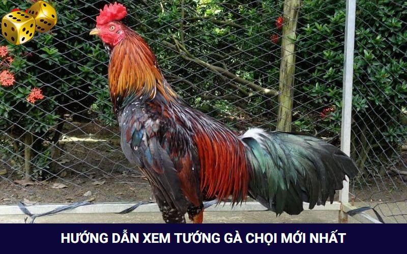 xem-tuong-ga-choi